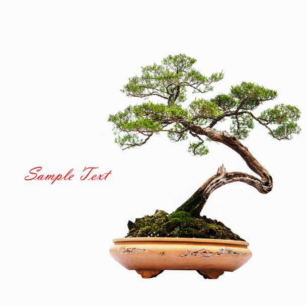 Bonsai pine tree against a white wall - Photo, Image