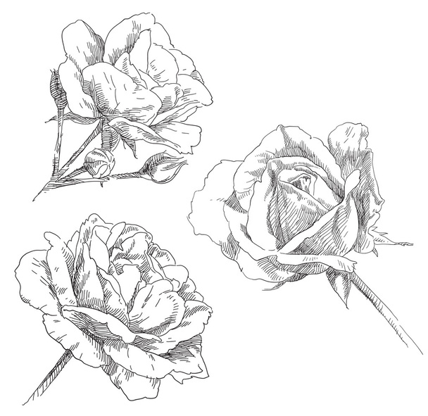 Flores de rosas dibujadas a mano
 - Vector, Imagen