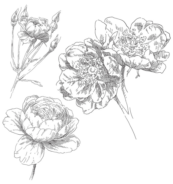 Hand drawn rose flowers - Vector, afbeelding