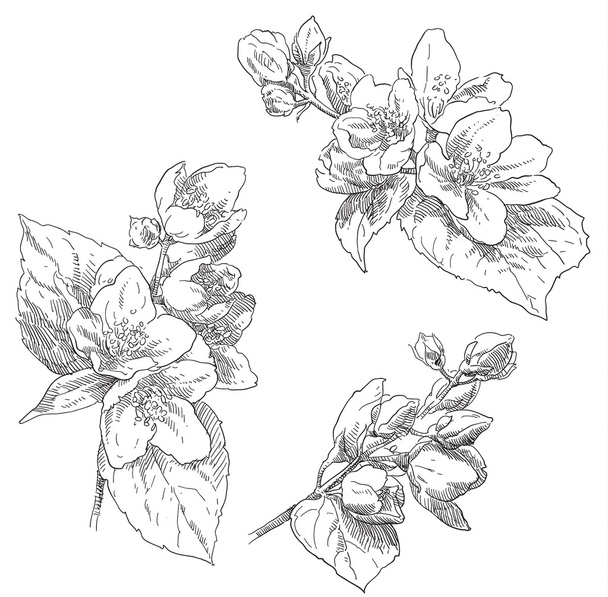 Beauty hand drawn flowers - Vector, Imagen