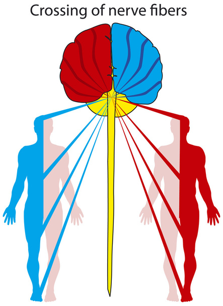 Cruce de fibras nerviosas
 - Vector, Imagen