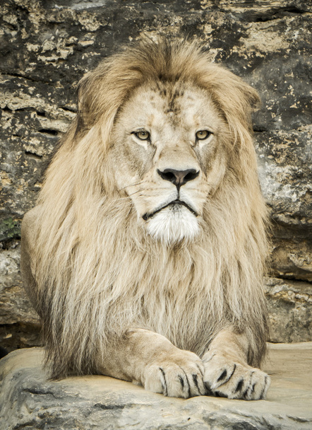Позирование льва в зоопарке
 - Фото, изображение