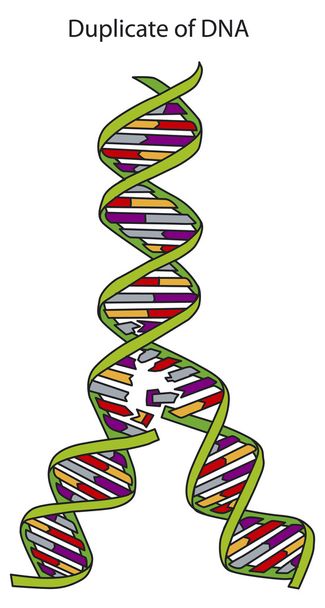 Репликация ДНК
 - Вектор,изображение