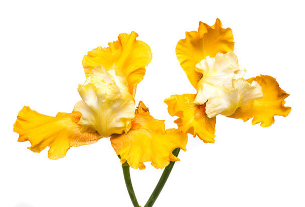 Blühende Irisblüten - Foto, Bild