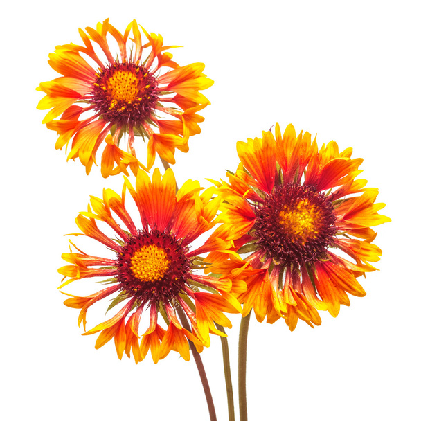オレンジ色の花の花束 - 写真・画像
