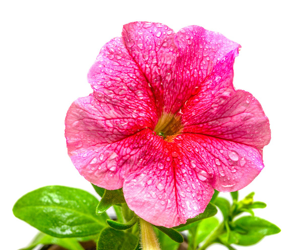 Fleur pétunia rose
 - Photo, image