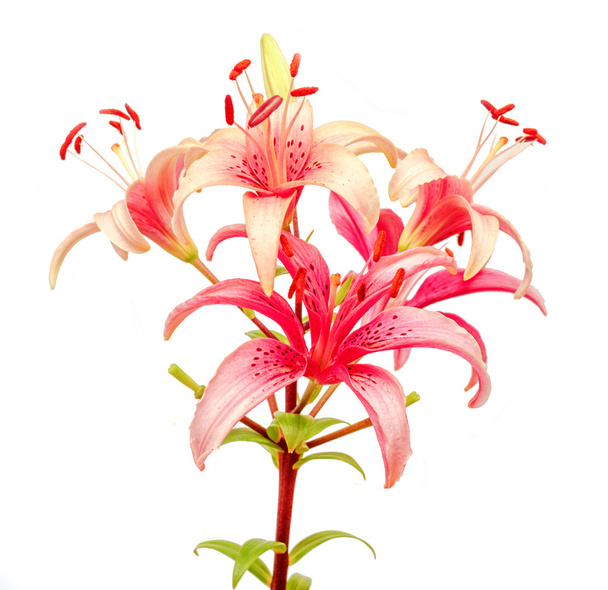 Красивые розовые лилии
 - Фото, изображение
