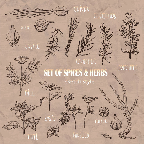 Set of Herbs and spices in sketch style - Vektör, Görsel