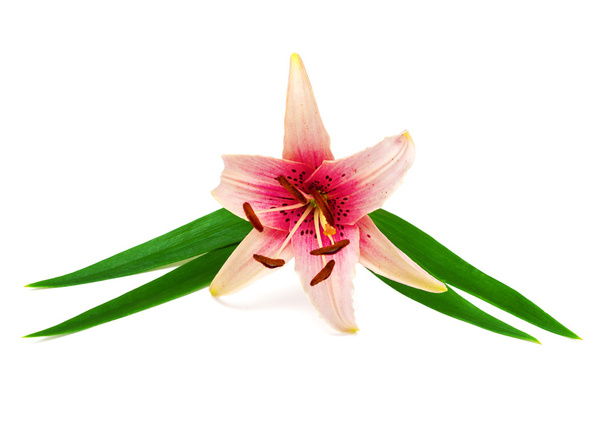 красива рожева квітка лілії
 - Фото, зображення