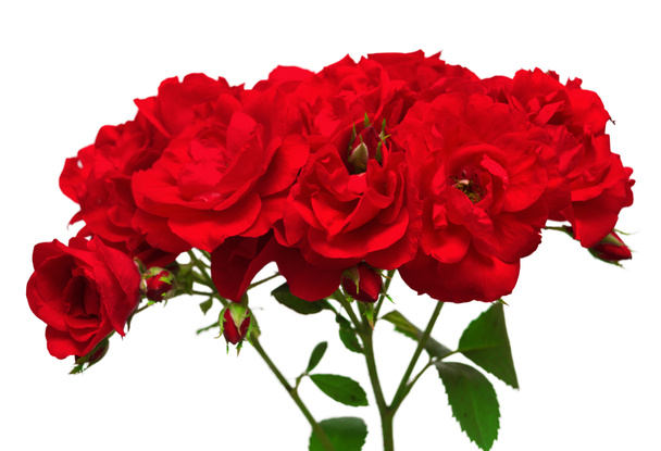 Vörös rózsa csokor - Fotó, kép