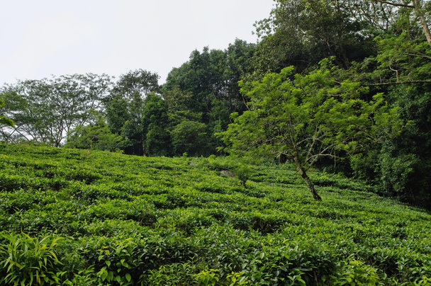 Чайная плантация, Сейшельские острова, Mahe
 - Фото, изображение