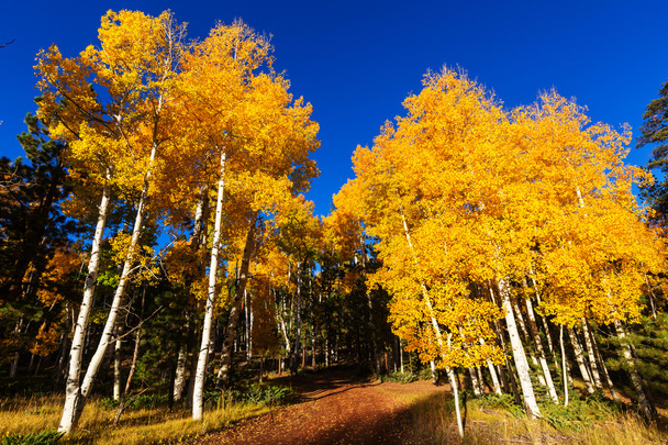 Sonbahar parkında renkli ağaçlar - Fotoğraf, Görsel