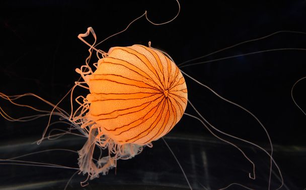 Jelly Fish - Foto, Imagem