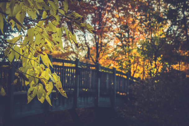krajobraz z liści jesienią. Filtr w stylu retro, klonowe listowie - Zdjęcie, obraz