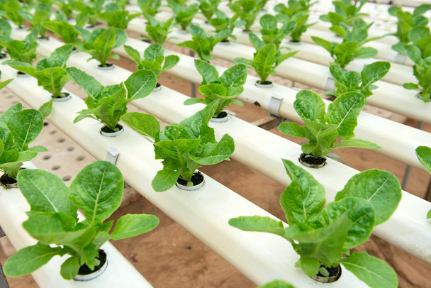 Hydrophonic vegatables ve skleníku - Fotografie, Obrázek