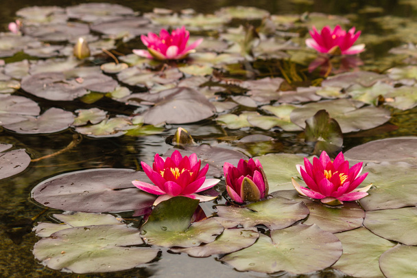 vaaleanpunainen vesi liljat kukassa
 - Valokuva, kuva
