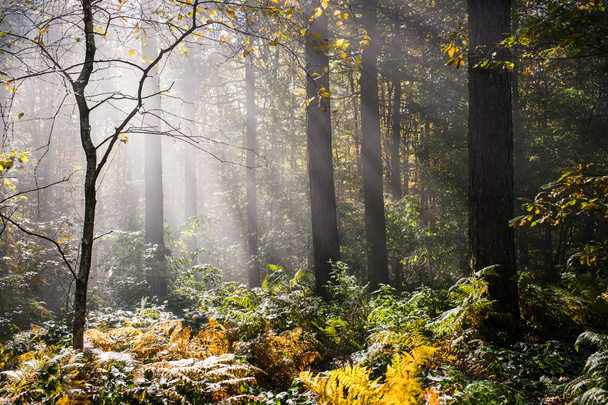 Nedves őszi erdő köd - Fotó, kép