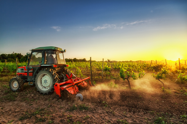 A szőlőben, a naplemente traktor - Fotó, kép