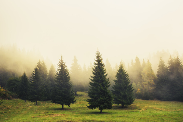 belos pinheiros verdes
 - Foto, Imagem