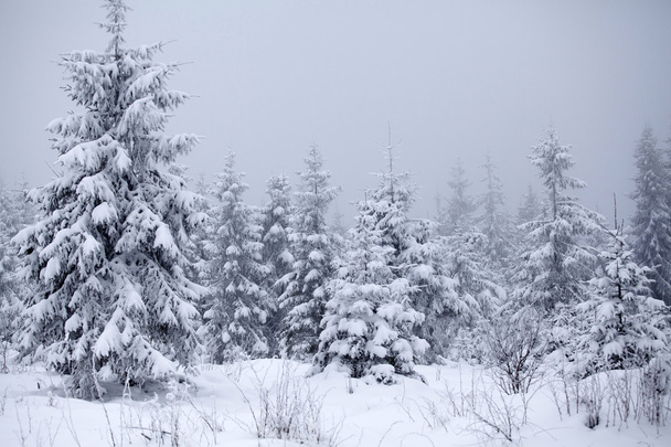 Weihnachten Hintergrund mit schneebedeckten Tannen - Foto, Bild