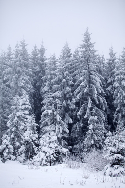 Christmas background with snowy fir trees - Fotoğraf, Görsel