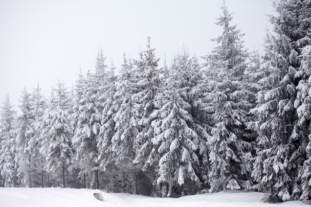 Christmas background with snowy fir trees - Fotoğraf, Görsel