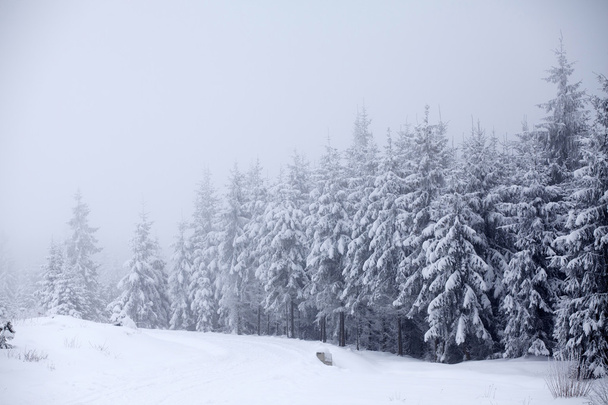 Christmas background with snowy fir trees - Φωτογραφία, εικόνα