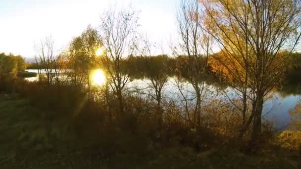 日没時の秋。川と黄色の木。空中. - 映像、動画