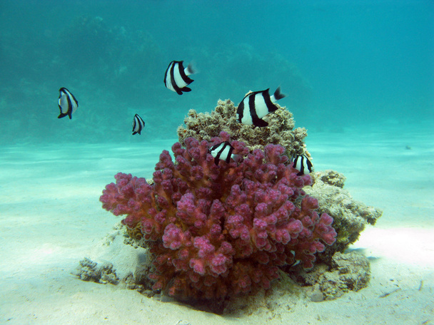 κοραλλιογενή ύφαλο με πετρώδες κοραλλιογενών - Φωτογραφία, εικόνα