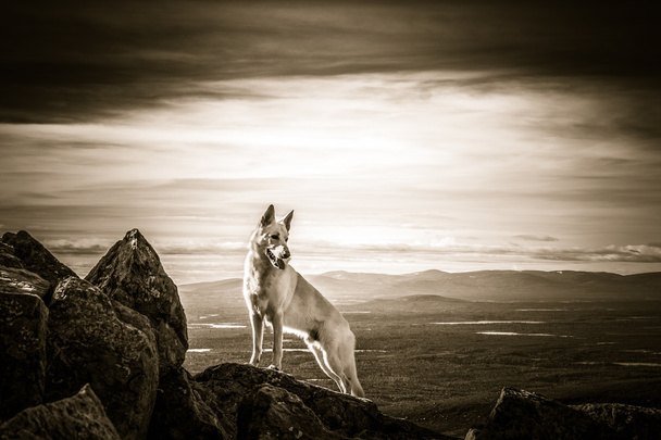 Branco pastor alemão cão de pé no topo da montanha
 - Foto, Imagem