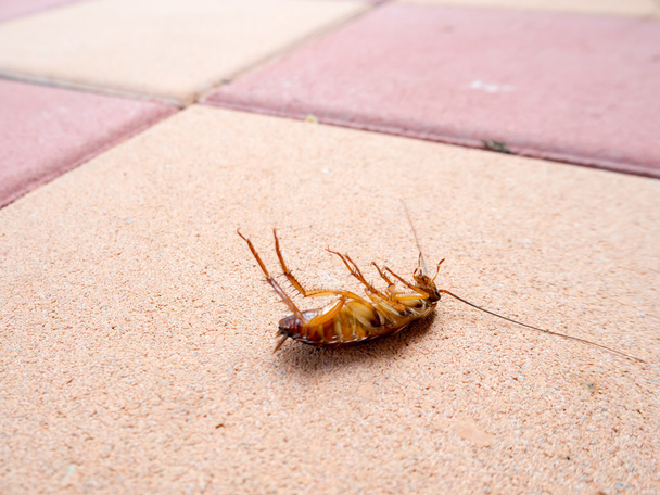 cucaracha muerta en el suelo - Foto, imagen