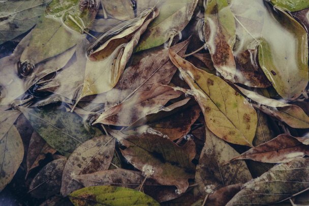 žlutá javorový list plavat na vodě - Fotografie, Obrázek