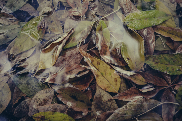 Sarı akçaağaç yaprağı suyu yüzmeyi - Fotoğraf, Görsel