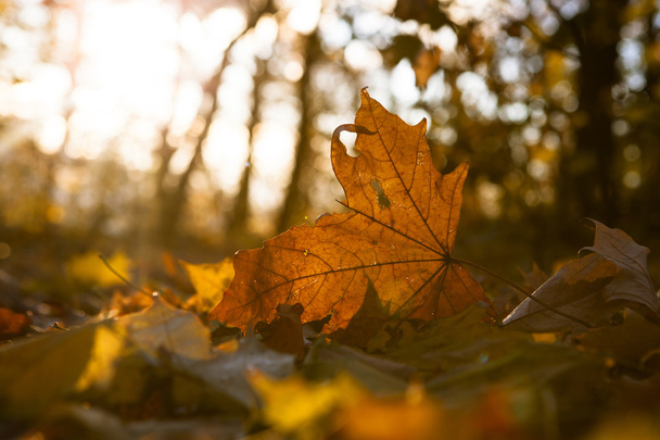 Κίτρινο Φθινοπωρινό δέντρο και φύλλα - Φωτογραφία, εικόνα