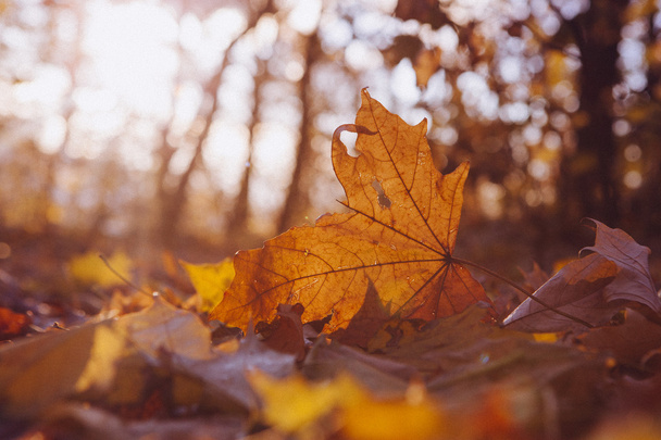 Podzimní strom s zářící leafes v západu slunce - Fotografie, Obrázek
