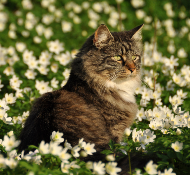 Cat in flower meadow - Photo, Image