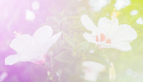 sfondo astratto fiore. realizzato con filtri colore in morbido colo
 - Foto, immagini