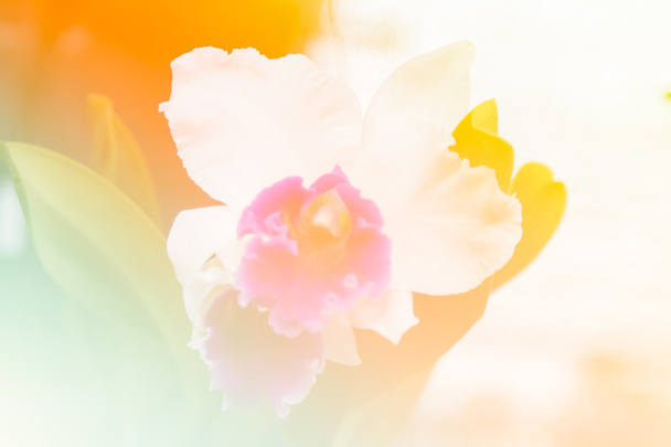 fondo flor abstracta. hecho con filtros de color en colo suave
 - Foto, imagen