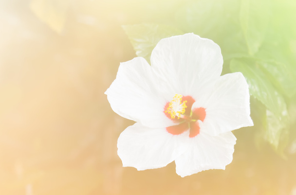 absztrakt virágot háttér. készült puha colo szín-szűrők - Fotó, kép