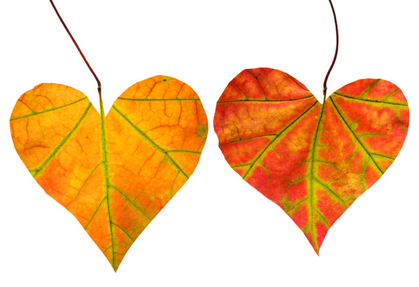 leaves in forms of hearts - Photo, Image