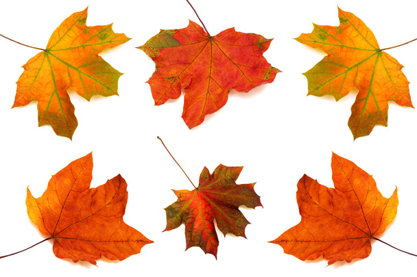 Collection of maple leaves - Photo, Image