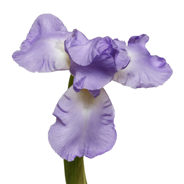 Flor de iris púrpura
 - Foto, imagen