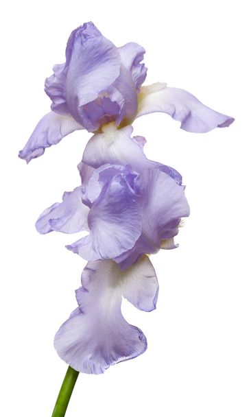 virágzó iris virágok - Fotó, kép