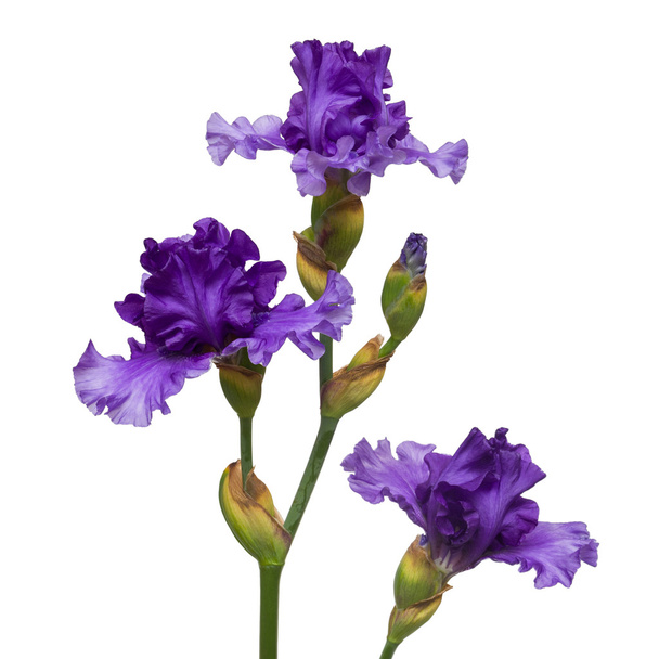 virágzó iris virágok - Fotó, kép