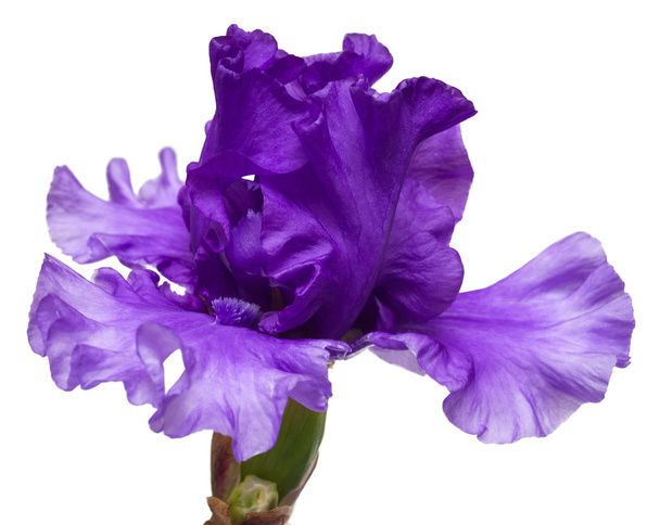 kvetoucí Kosatec květ - Fotografie, Obrázek