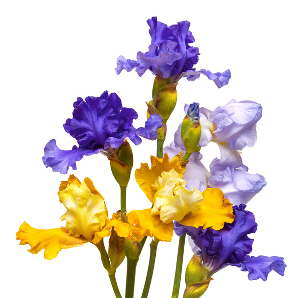 Kytici květin - Fotografie, Obrázek