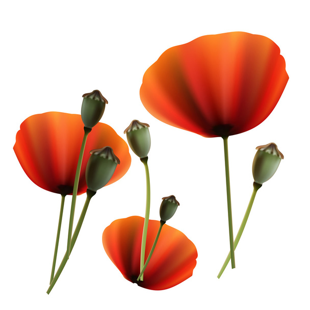 Set of Poppy green and red capsule on white background - Vector, Image