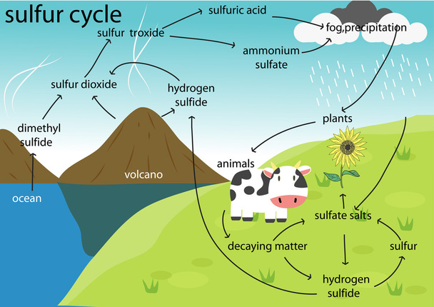 the sulfur cycle - Vector, Image