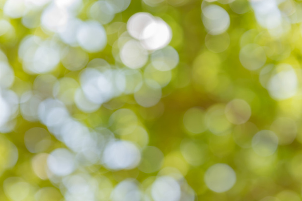 abstract blur of nature with bokhe of light through the trees - Photo, Image