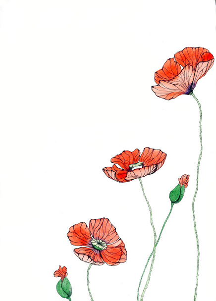 Three flowers. Poppies. - Zdjęcie, obraz